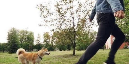 娱乐吃瓜酱遛狗小说,狗界风云录  第2张